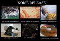Noise release.jpg
