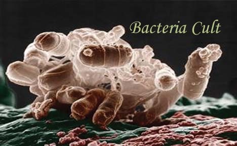 BacteriaCult.jpg